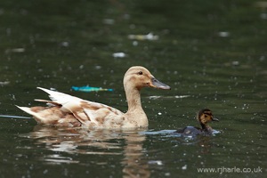 Mother and Her Duckling