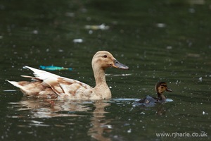 Mother and Her Duckling