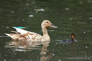 Mother and Her Duckling