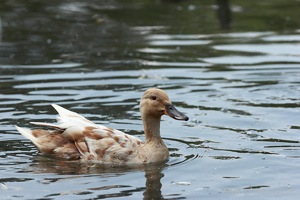 Mallard Mother