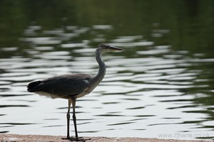 Heron on the River Bank
