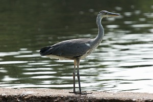 Heron on the River Bank