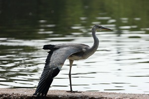 Heron Stretches its Wing