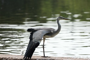 Heron Stretches its Wing