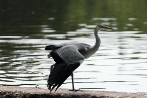 Heron Stretches its Wing