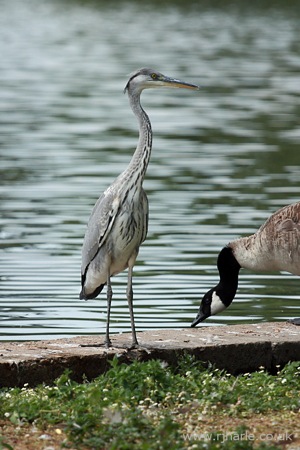 Heron on the River Bank