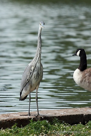 Heron on the River Bank