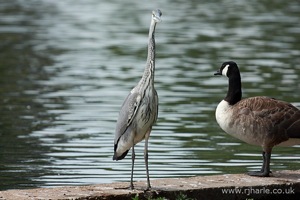 Heron and His Friend Goose