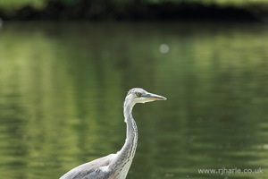 Heron on the River Bank