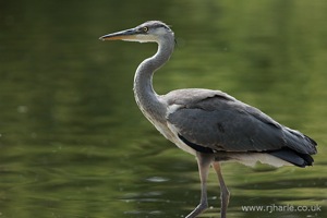 Heron on the River Bank