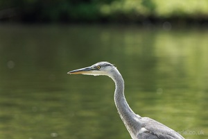 Heron on the River Bank