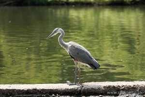 Heron on the River Bank