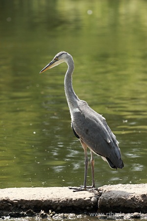 Heron on the River Bank