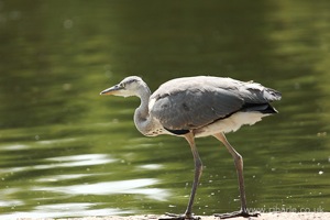 Heron Preparing to Take Off