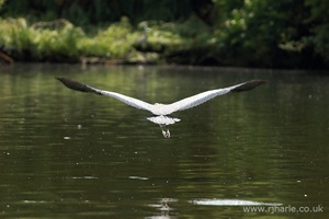 Heron Flies to its Nest