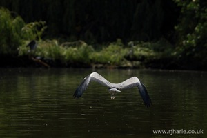 Heron Flies to its Nest