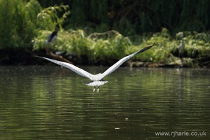 Heron Flies to its Nest
