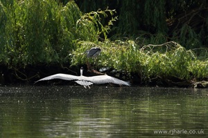 Heron Flies to its Nest