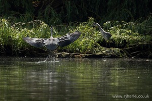 Heron Flies to its Nest