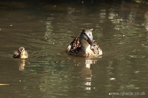 Mother and Her Duckling