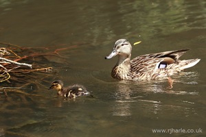 Mother and Duckling