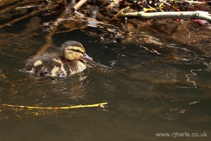 Duckling Paddling