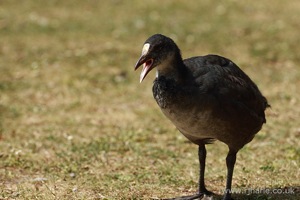 Moorhen Calling