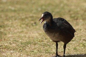 Moorhen Calling