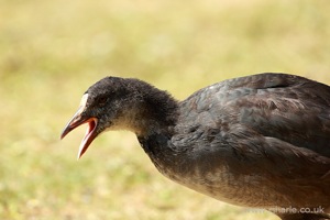 Moorhen Calling