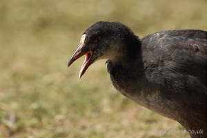 Moorhen Calling