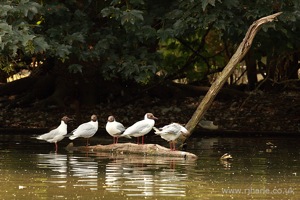 Gulls on a Branch