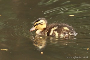 Duckling Floating By
