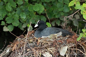 Moorhen in its Nest