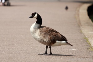 Goose on the Path