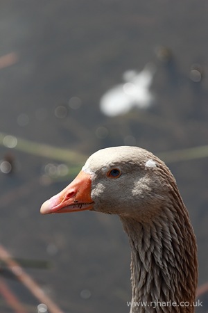 Suspicious Goose
