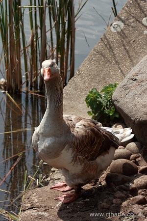 Suspicious Goose