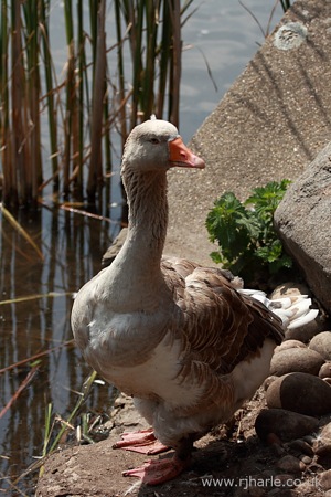 Curious Goose