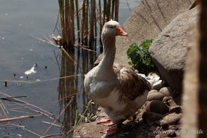 Curious Goose