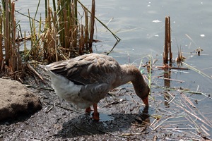 Goose Feeding