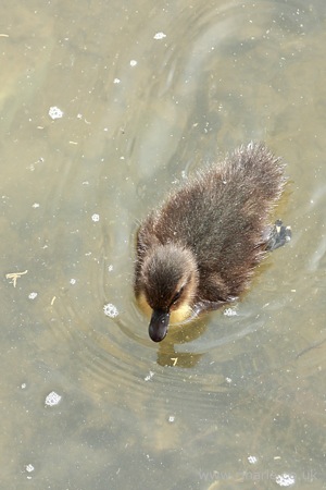 Birdseye View of a Duckling