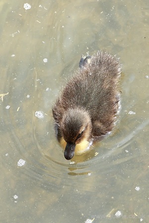 Birdseye View of a Duckling
