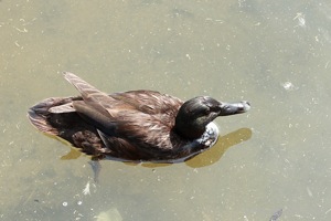 Birdseye View of a Mallard