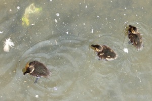 A Family of Ducklings