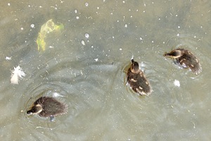 A Family of Ducklings