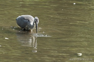 A Heron Feeding