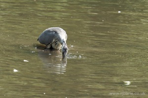 A Heron Feeding