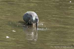 A Heron Feeding
