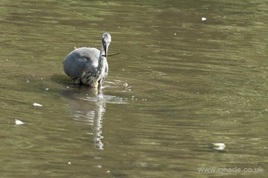 A Heron Feeding