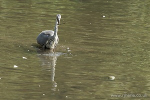 A Heron Feeding