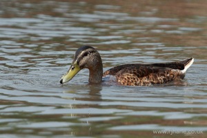 A Mallard in the Lake